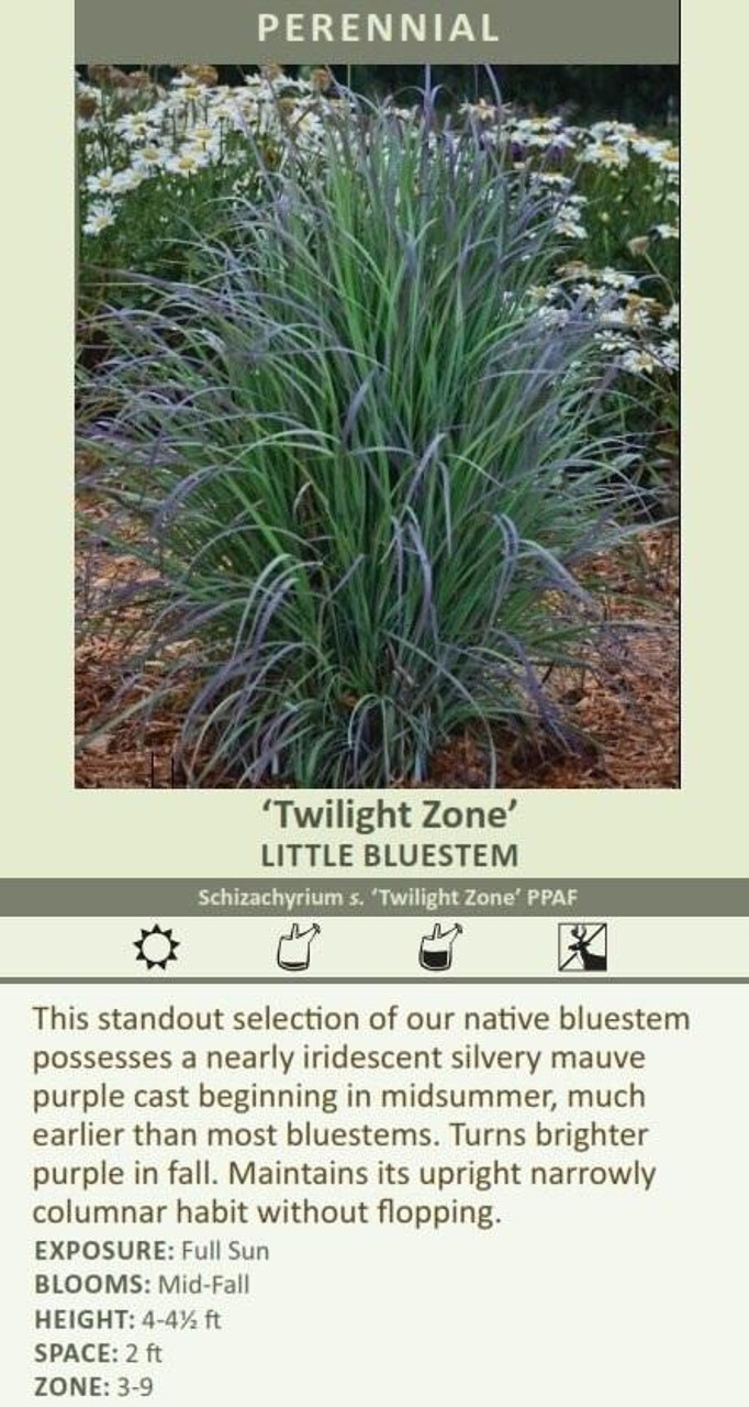 Schizachyrium s Twilight Zone PPAF 30ct Flat