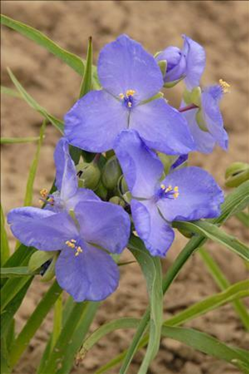 Tradescantia AMETHYST KISS TM Radtrad 25 BR Plants