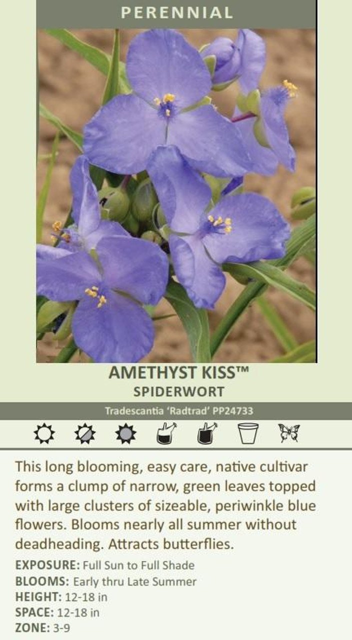 Tradescantia AMETHYST KISS TM Radtrad 25 BR Plants