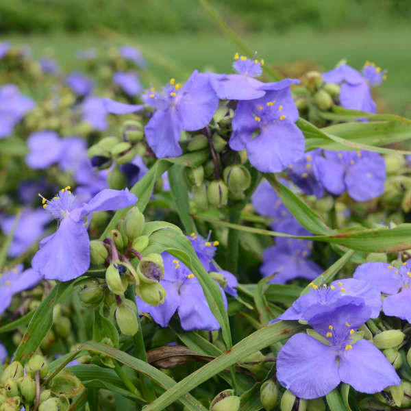 Tradescantia AMETHYST KISS TM ('Radtrad') shipped from Grower to