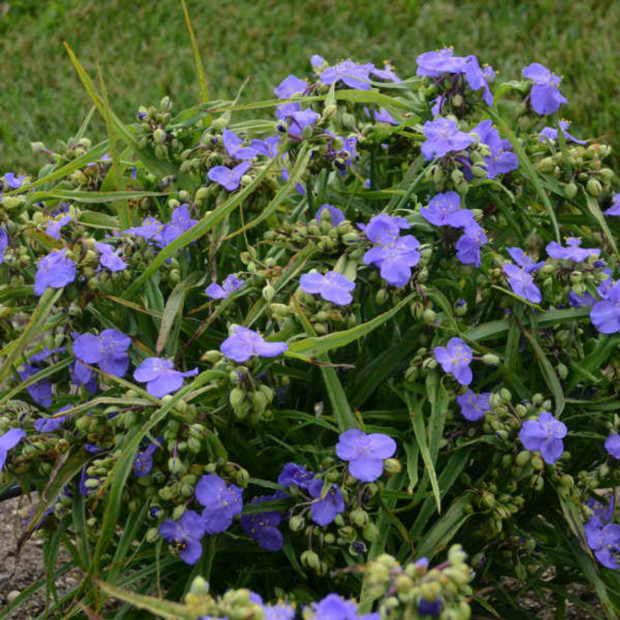 Tradescantia AMETHYST KISS TM ('Radtrad')  (25) BR Plants