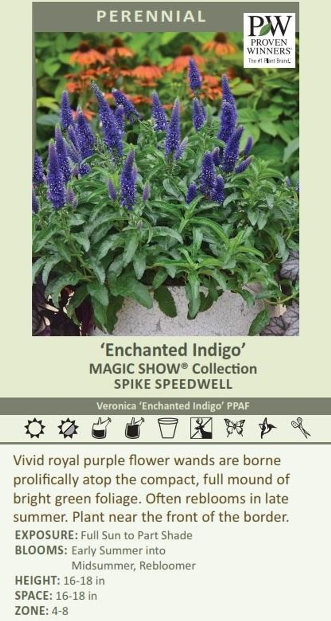 Veronica Enchanted Indigo PPAF 25 BR Plants