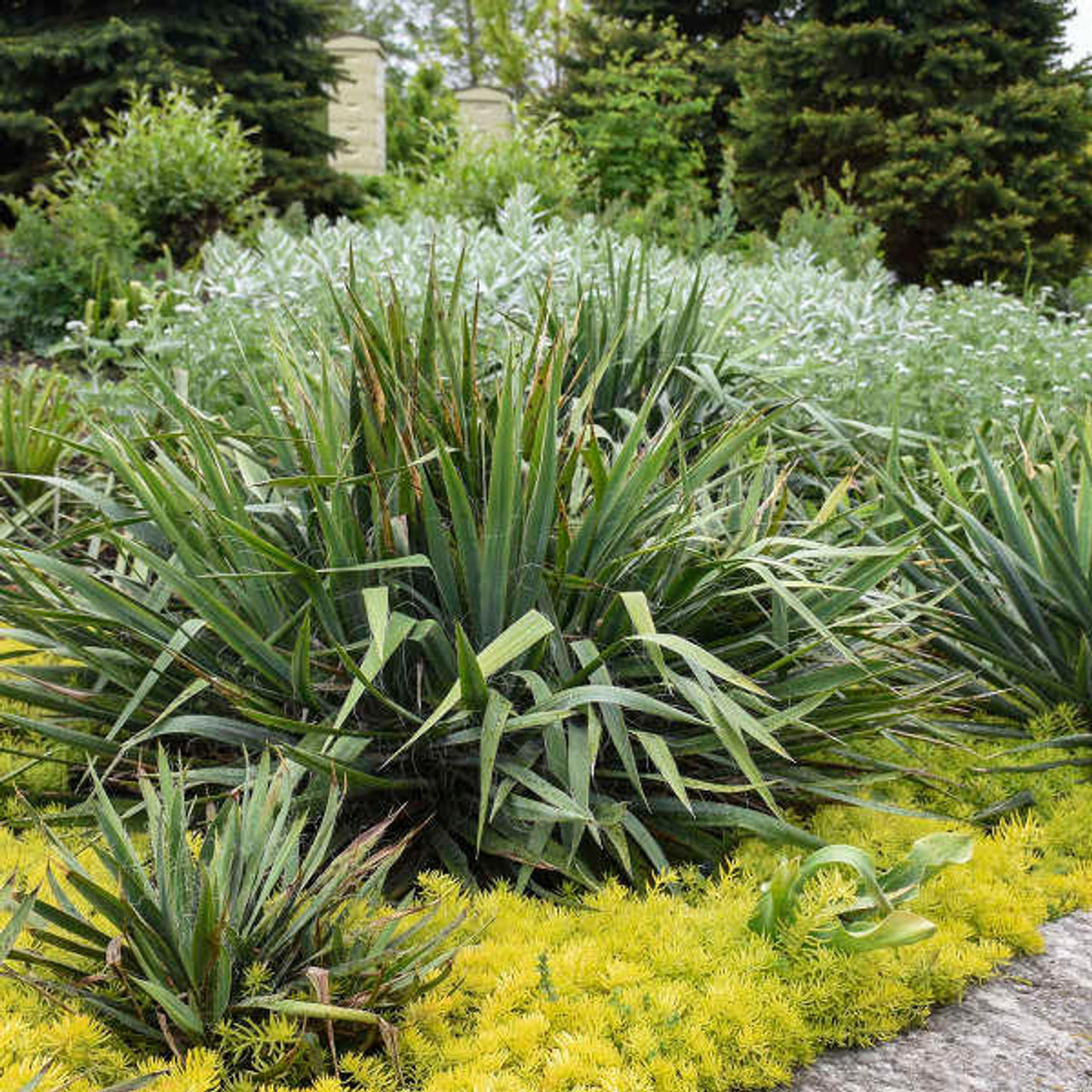 Yucca f. 'Excalibur'  (25) BR Plants