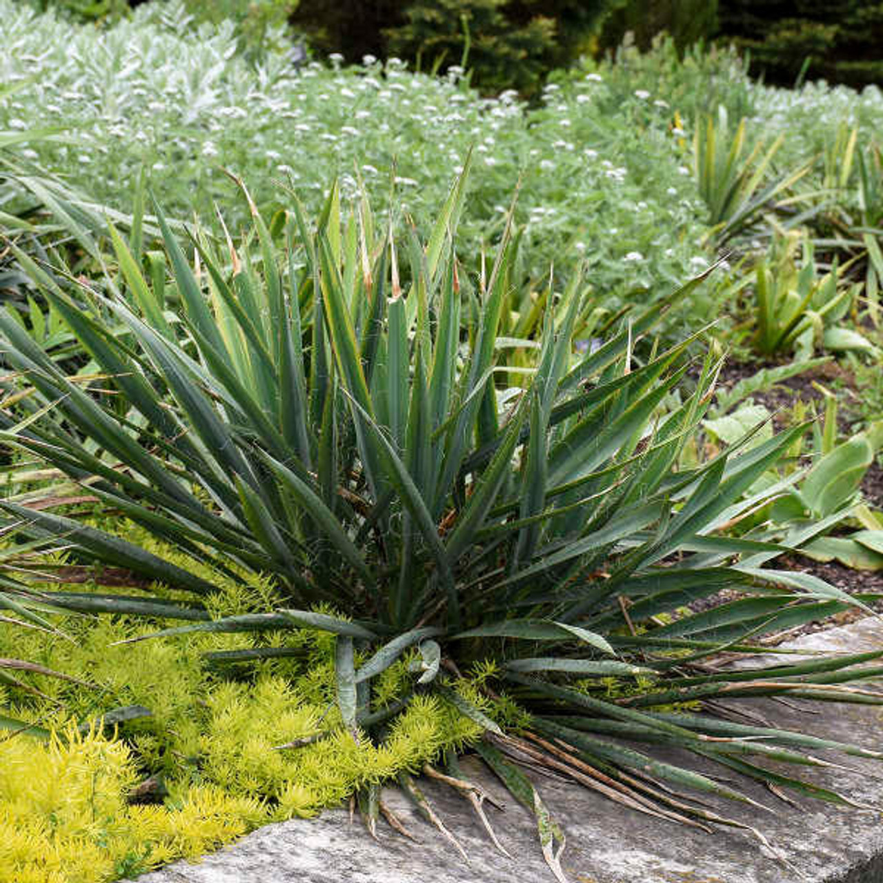 Yucca f. 'Excalibur' shipped from Grower to your door