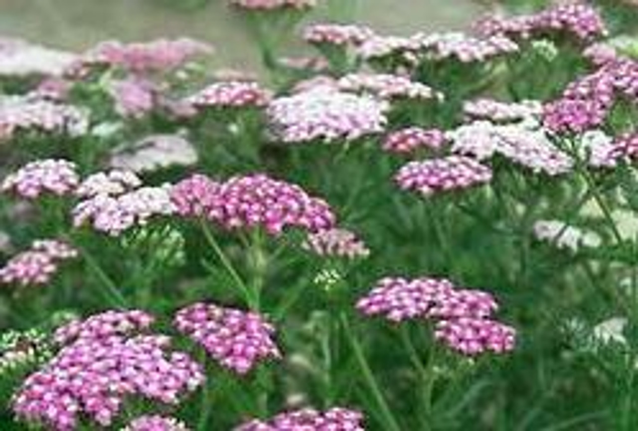 Achillea Oertels Rose 3.5 inch pot