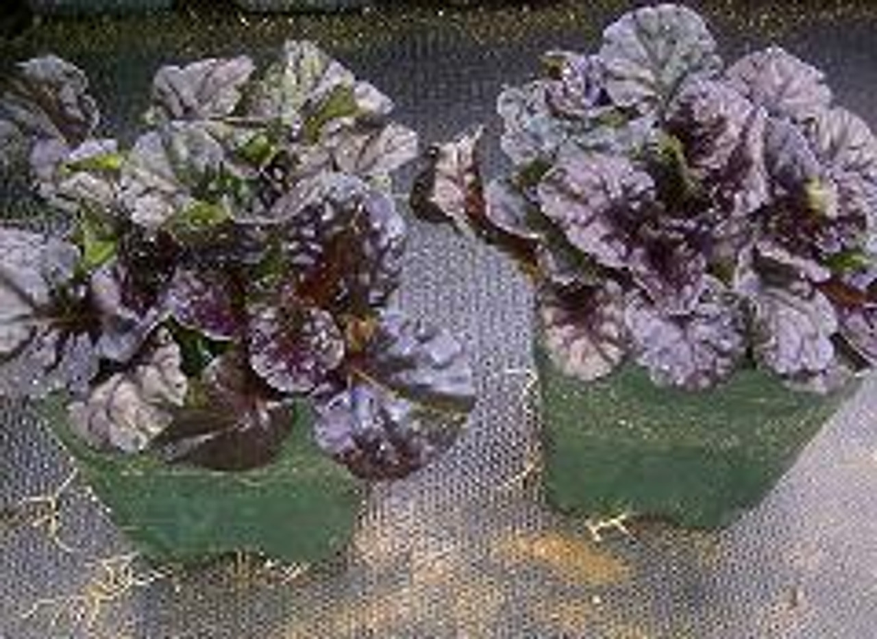 Ajuga reptans Black Scallop PP15815 3.5 inch pot