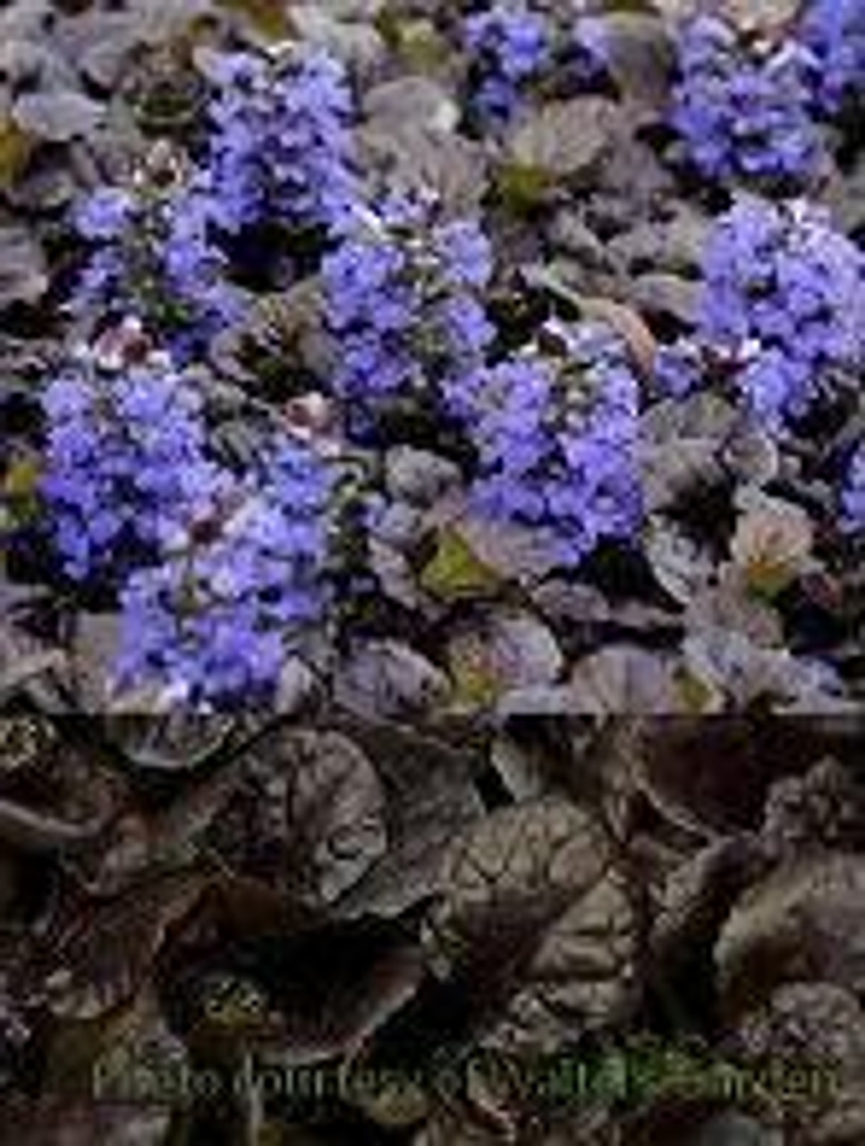 Ajuga reptans Black Scallop PP15815 3.5 inch pot