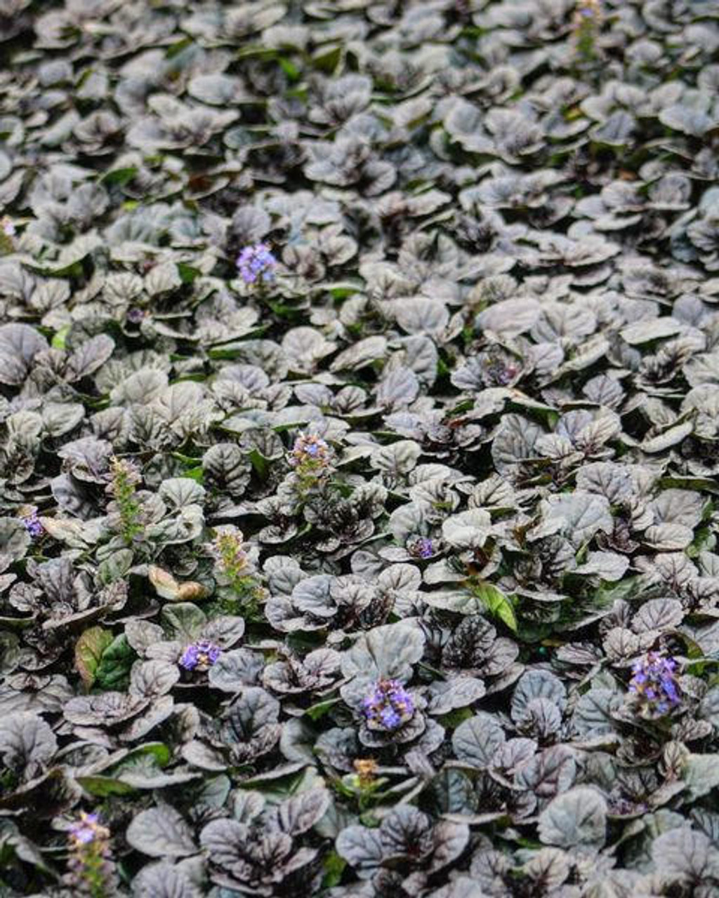 Ajuga reptans 'Black Scallop' - Perennial Plant Sale shipped from