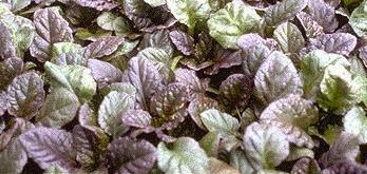 Ajuga reptans 'Catlins Giant' shipped from Grower to your door