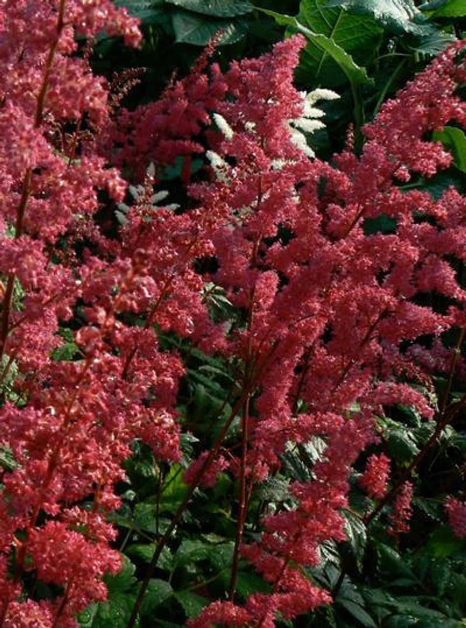 Astilbe 'Fanal' (bare root plant)