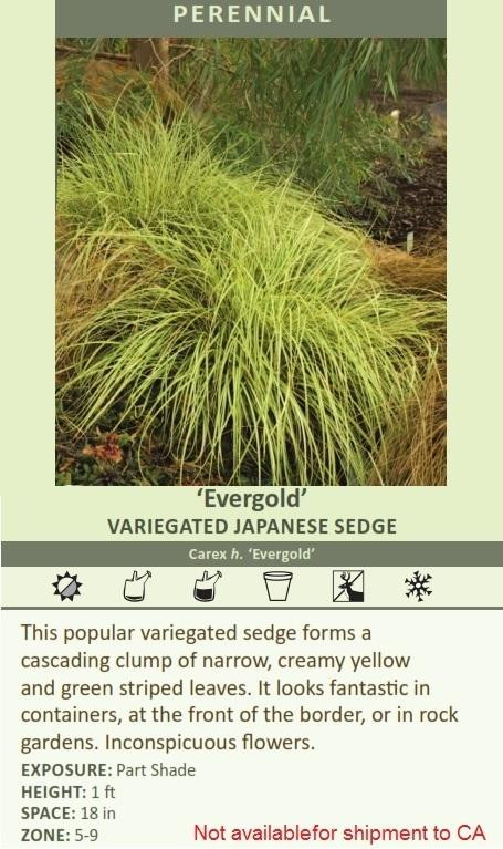Carex hachijoensis 'Evergold' shipped from Grower to your door