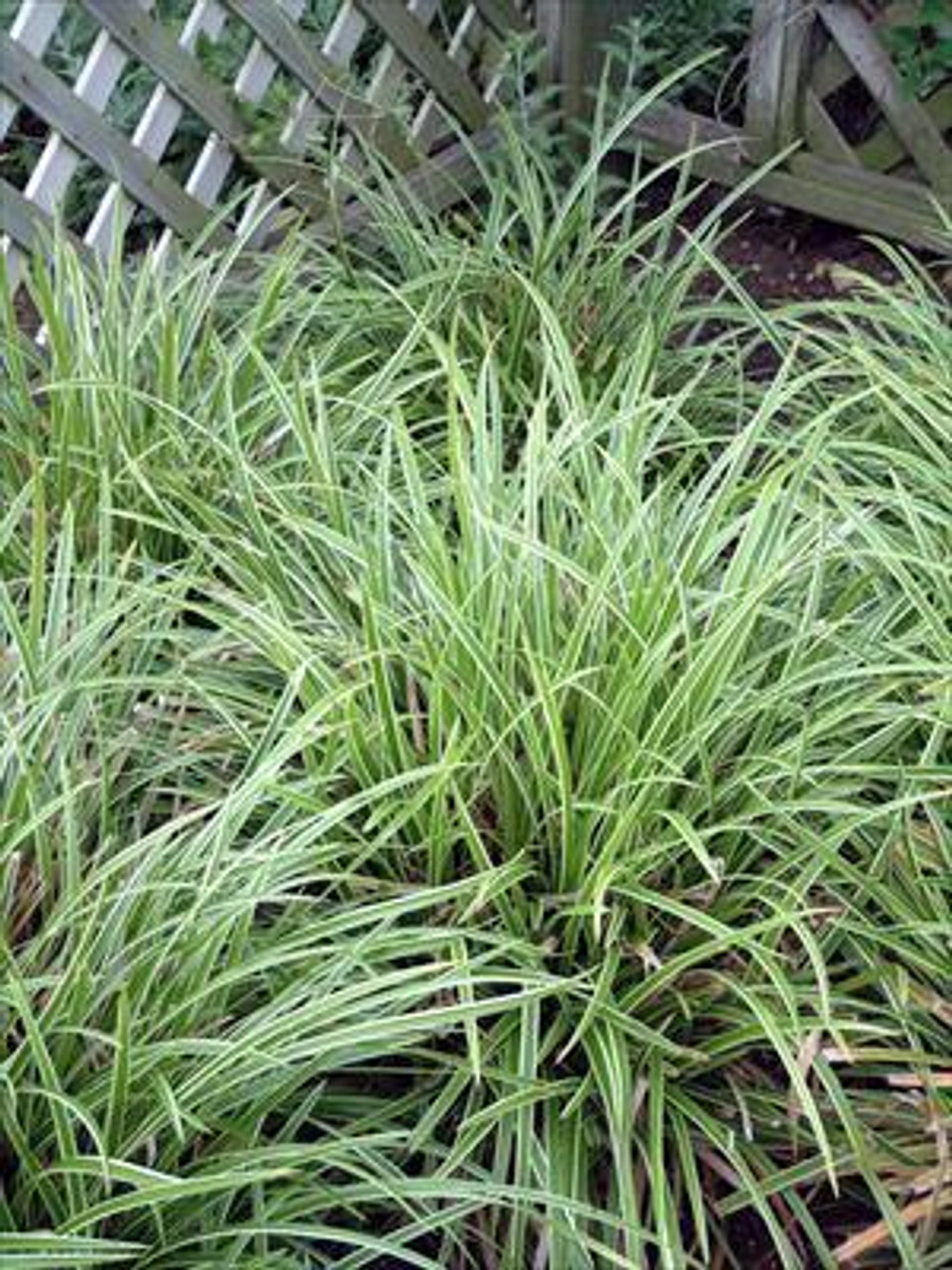 Carex morrowii Ice Dance 3.5 inch pot