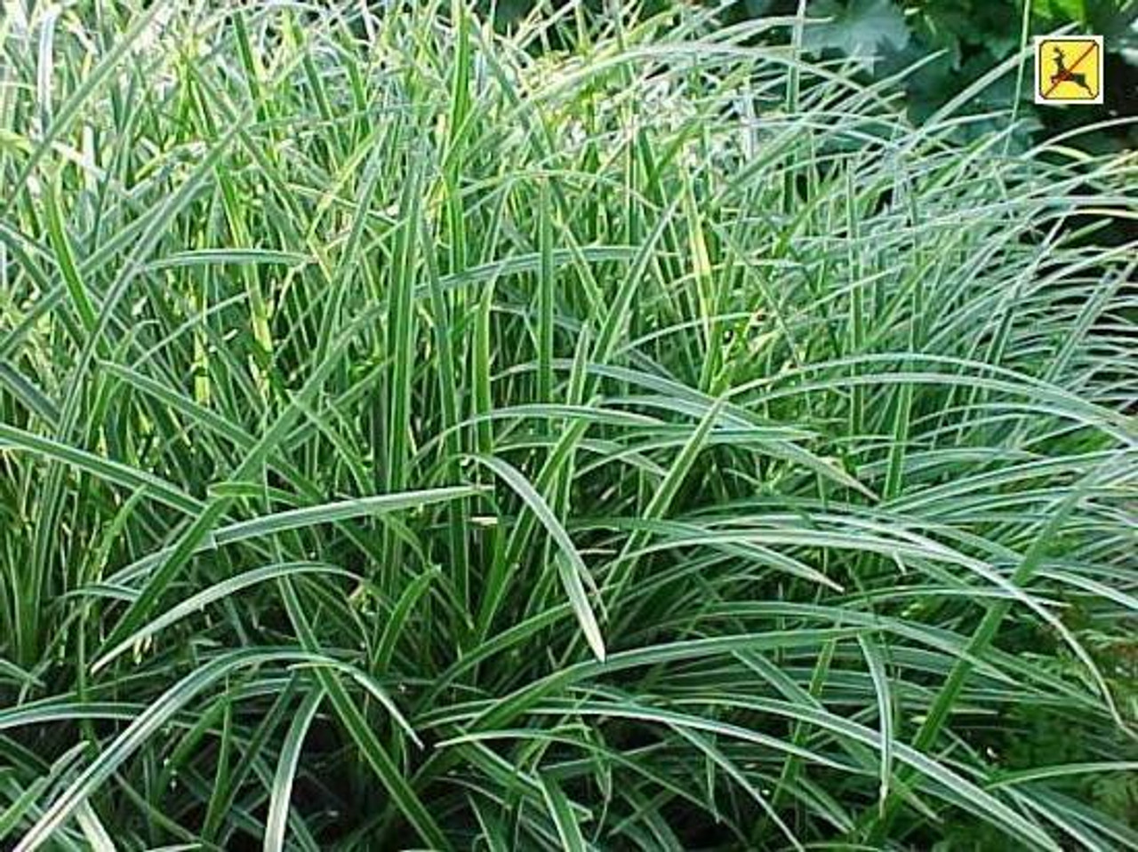 Carex morrowii Ice Dance 3.5 inch pot