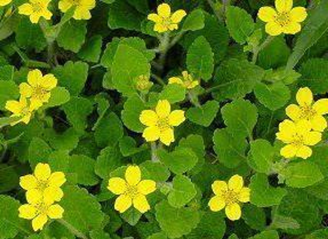 Green and Gold Plants for Sale Online