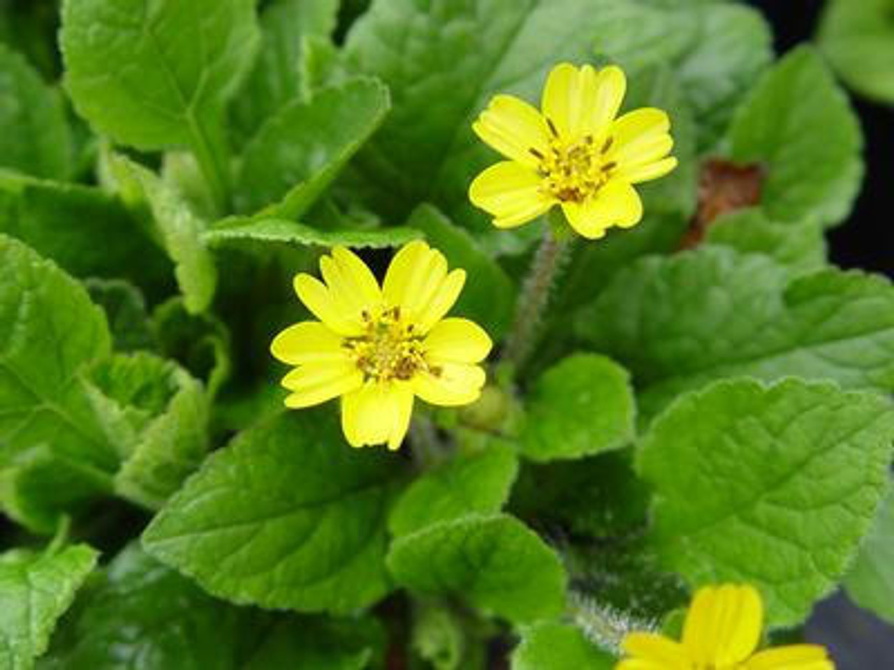 Chrysogonum v. 'Pierre' (3.5 inch pot)