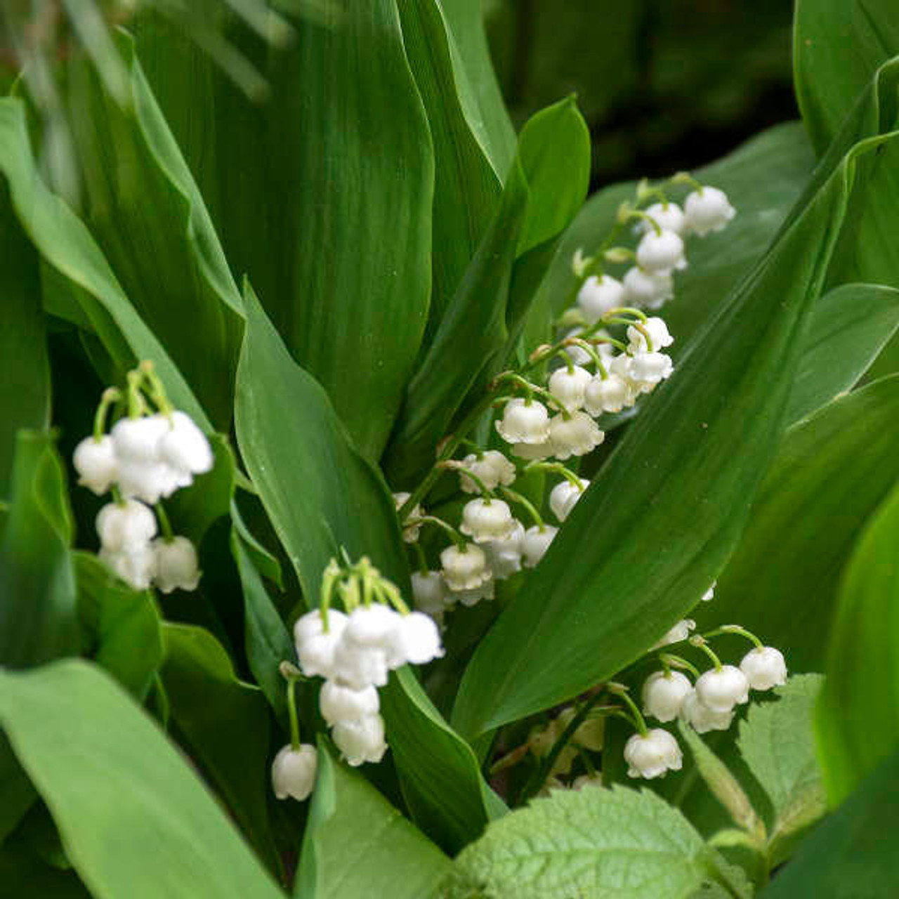 Convallaria majalis shipped from Grower to your door
