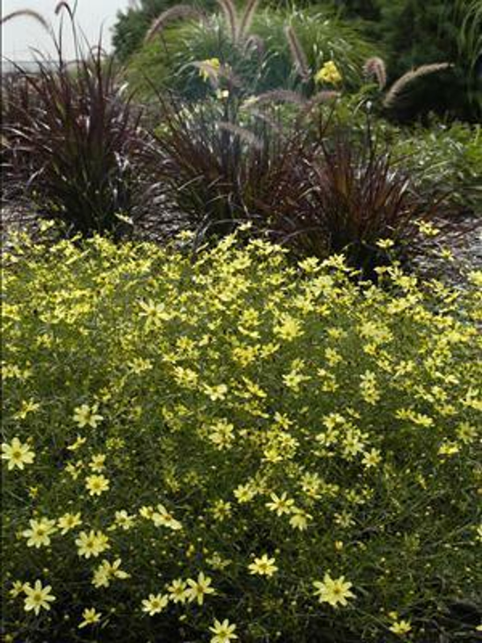 Coreopsis verticillata Moonbeam 3.5 inch pot