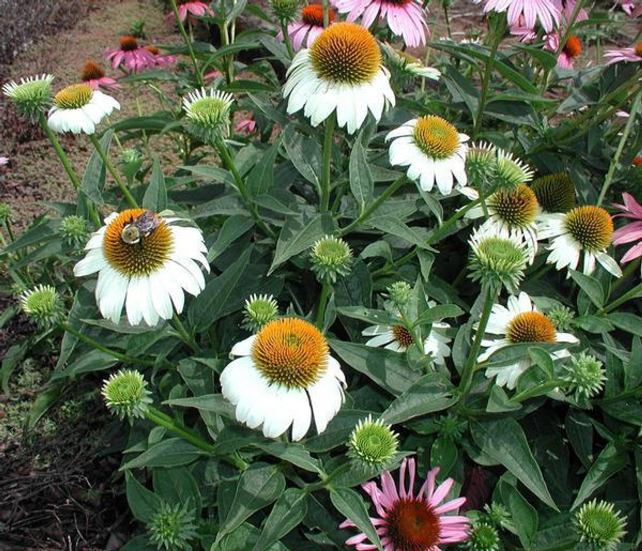 Echinacea purpurea 'White Swan' (3.5 inch pot)