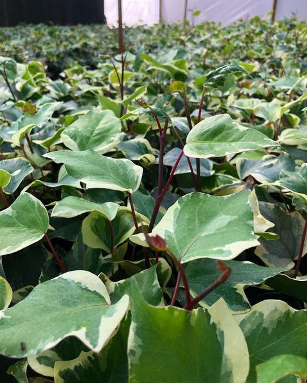 Hedera algeriensis 'Gloire de Marengo' (3.5 inch pot)