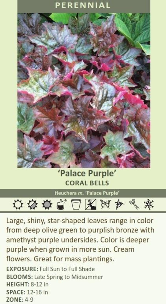 Heuchera micrantha Palace Purple 3.5 inch pot