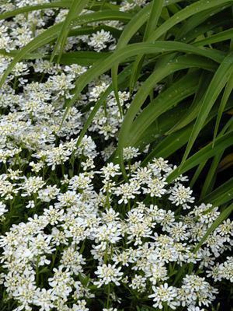 Iberis sempervirens Snow Cone 3.5 inch pot