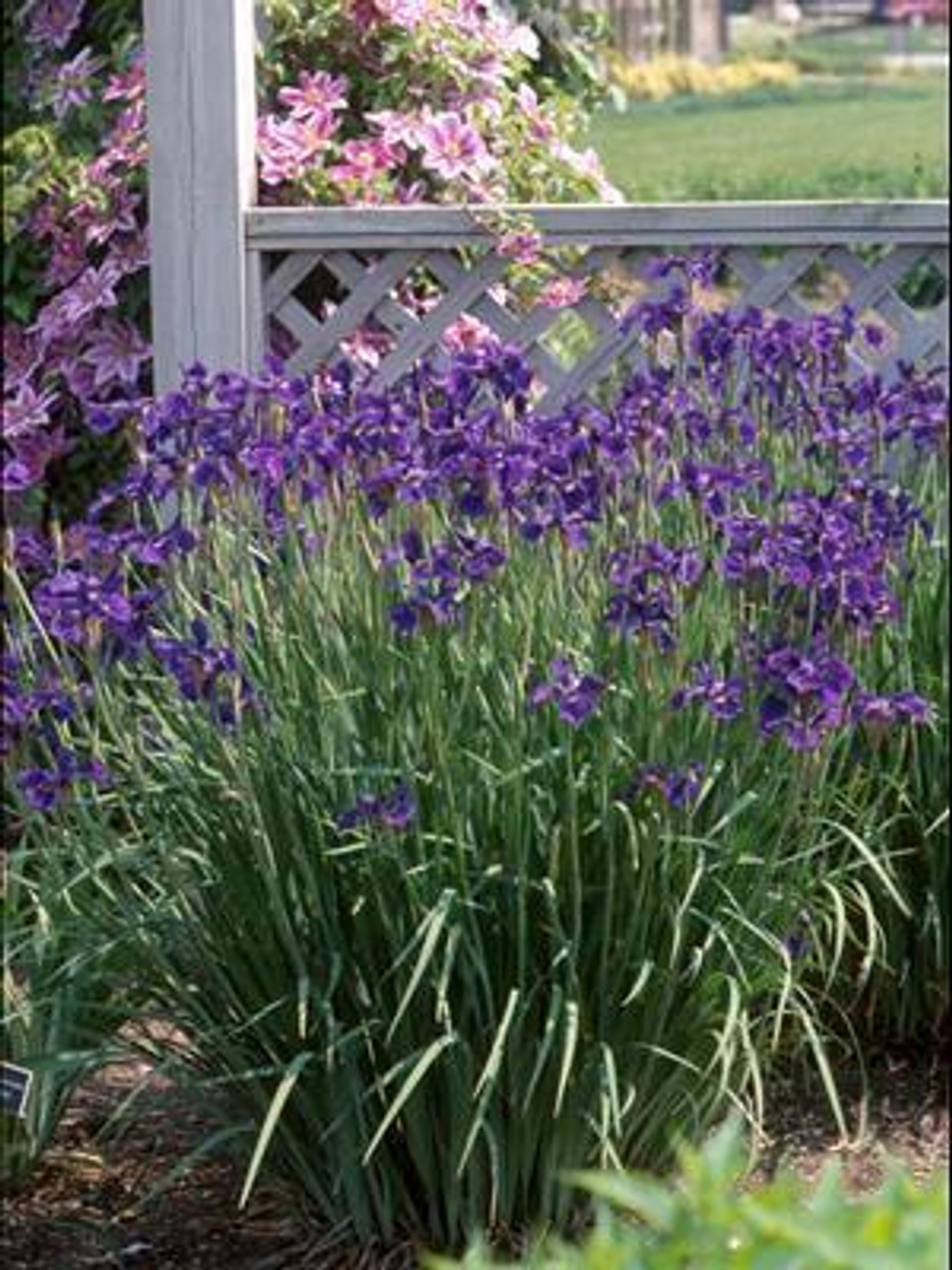 Iris siberica Caesars Brothers bare root