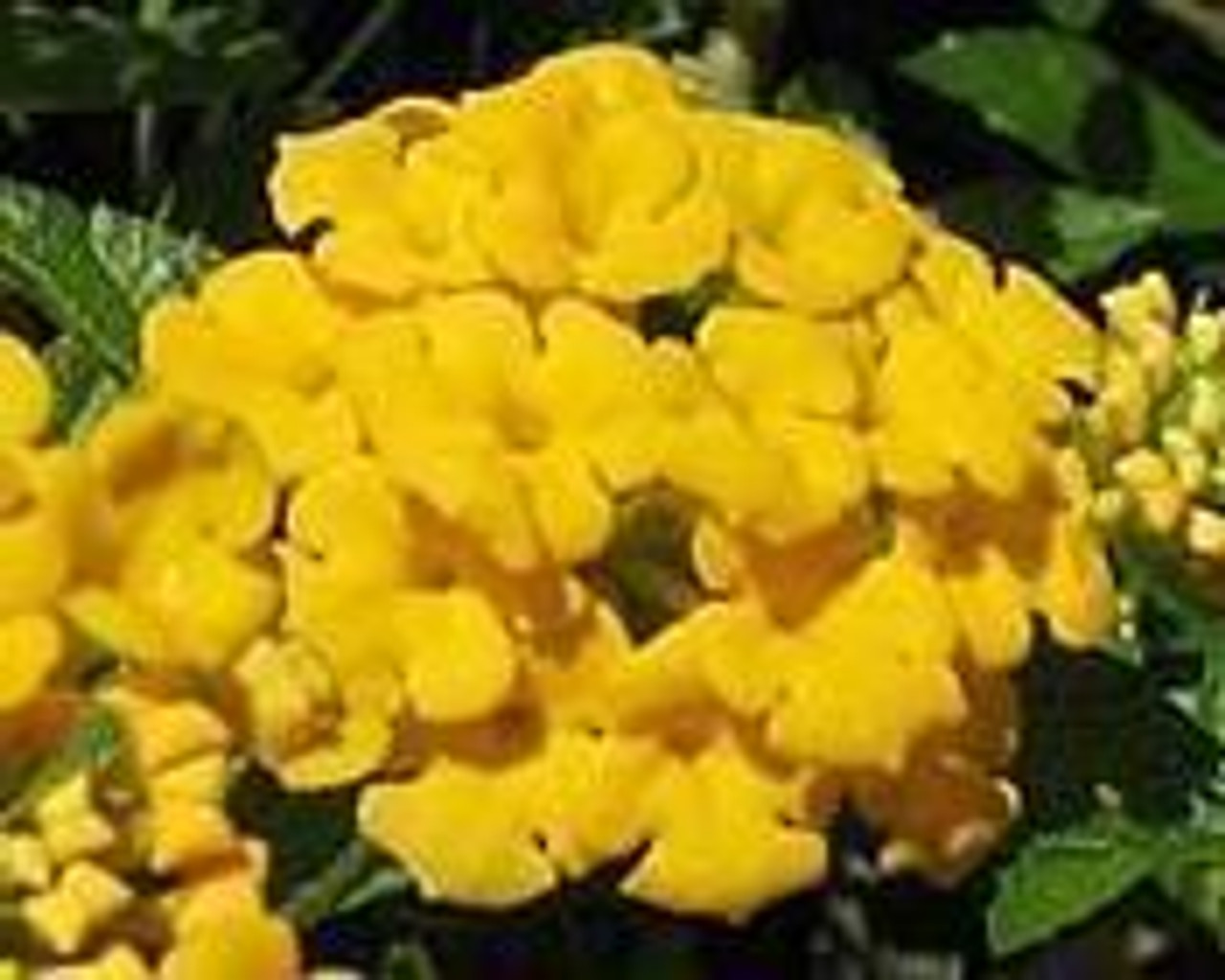 Lantana New Gold 3.5 inch pot