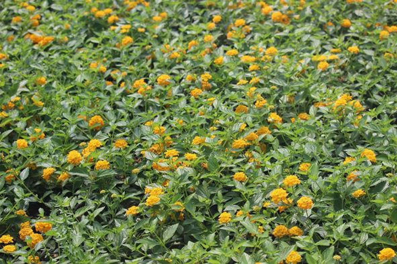 Lantana 'New Gold' (3.5 inch pot)