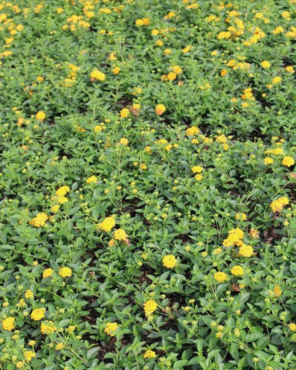 Lantana 'New Gold' (3.5 inch pot)