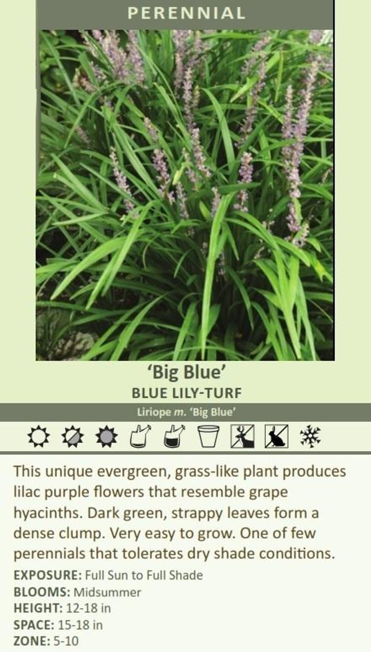 Liriope muscari Big Blue bare root plant