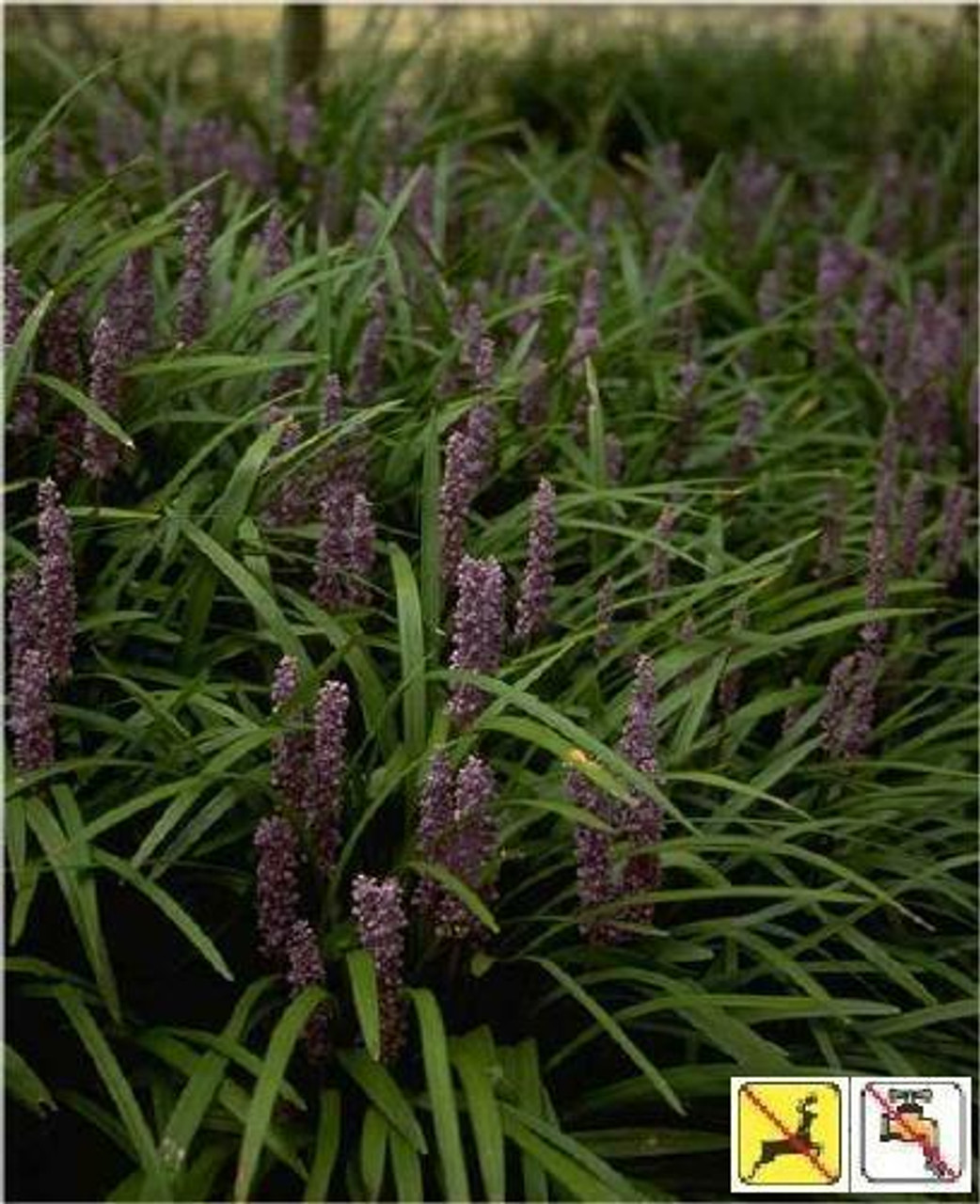 Liriope muscari Big Blue bare root plant