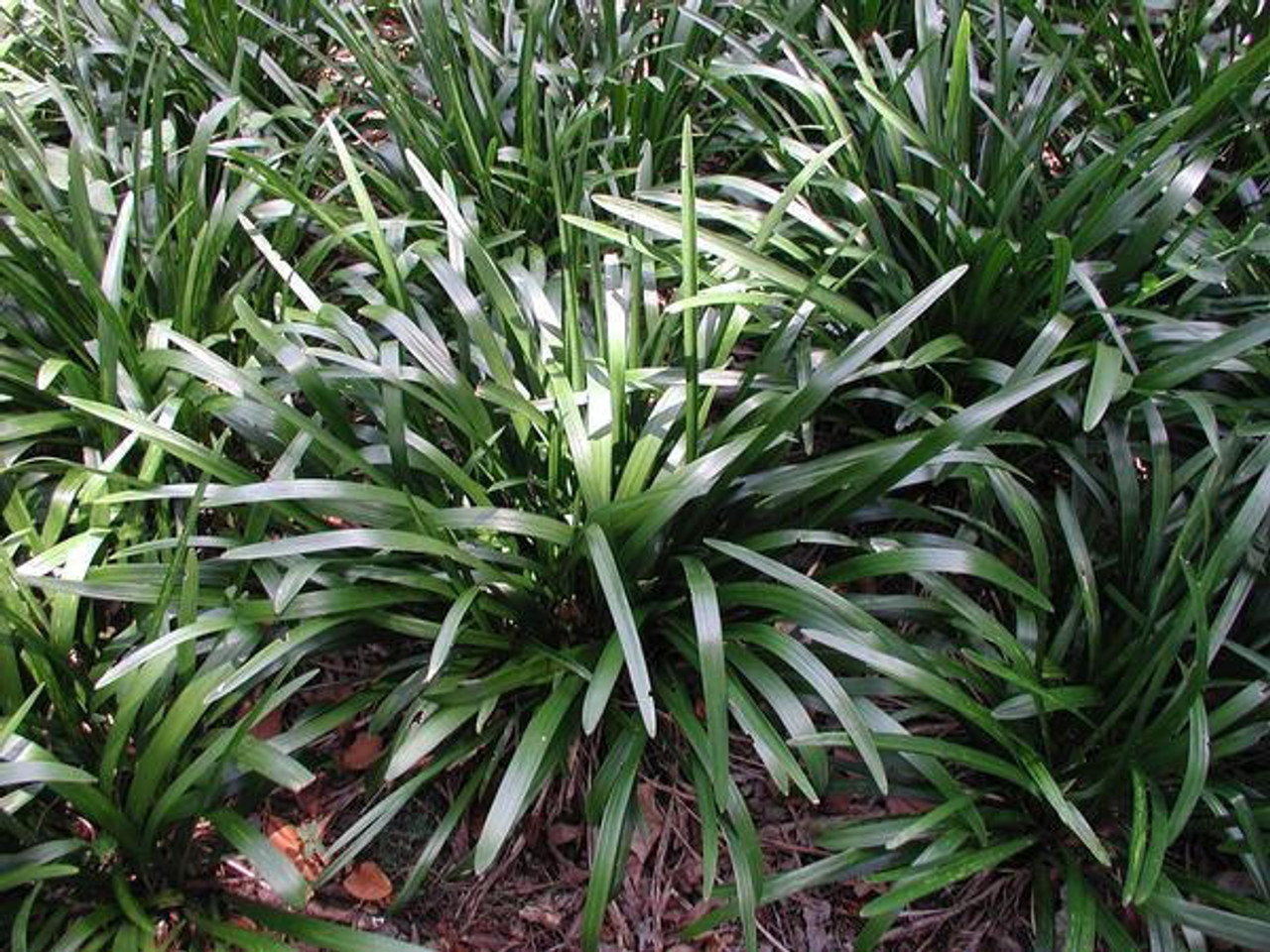 Liriope muscari 'Christmas Tree' (bare root plant)