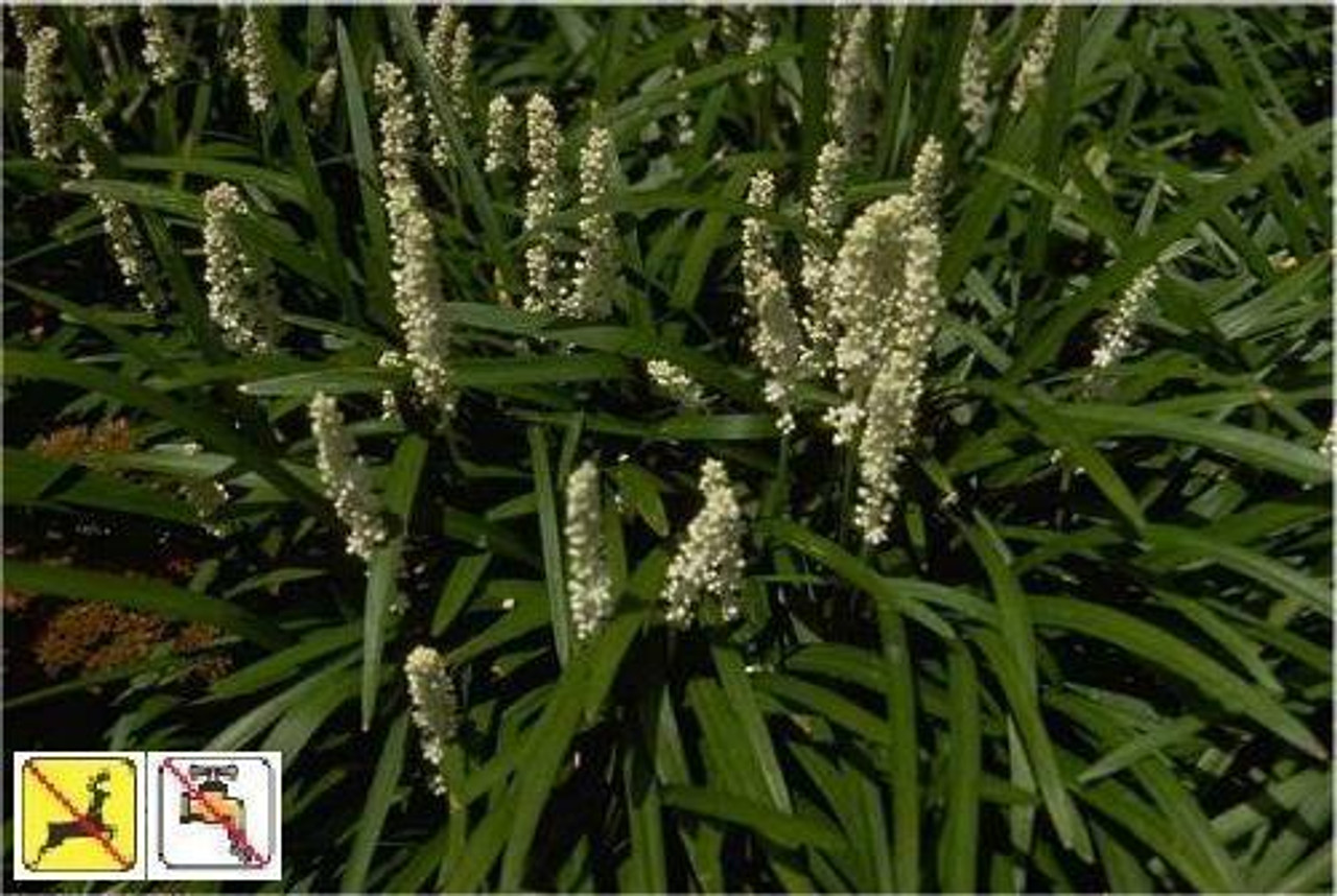 Liriope muscari Monroe White 3.5 inch pot