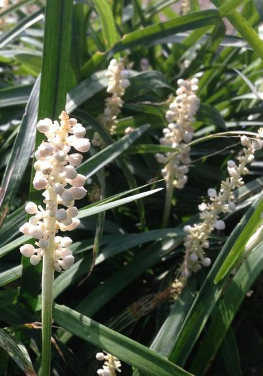 Liriope muscari 'Monroe White' (3.5 inch pot)