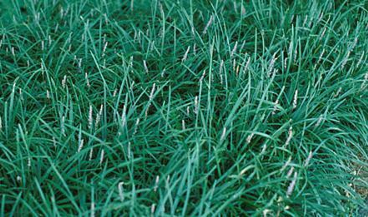 liriope spicata border