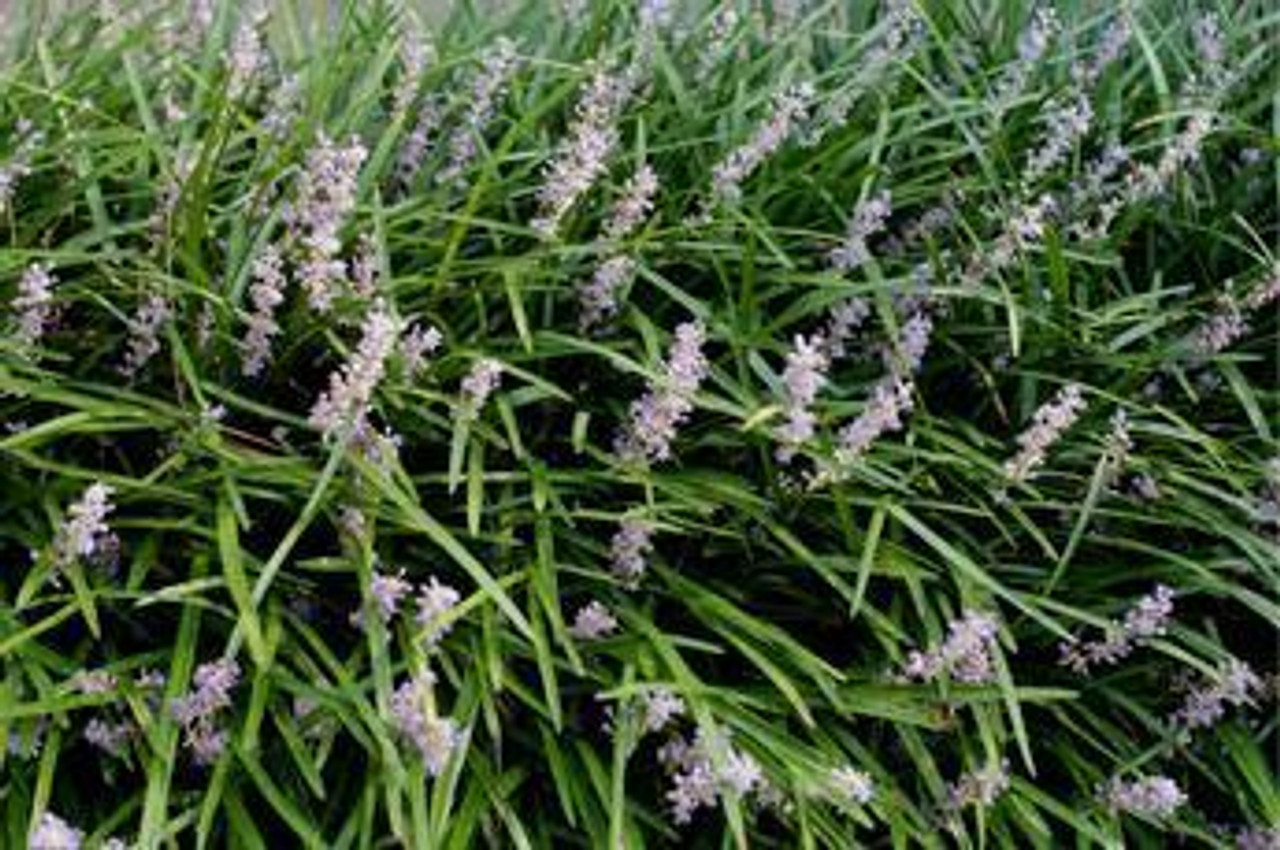 Liriope spicata bare root plant