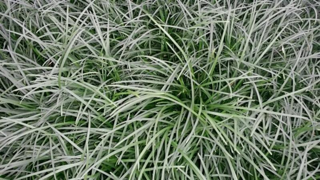 Ophiopogon japonicus bare root plant