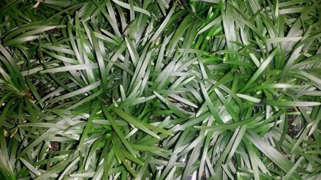 Buy Dwarf Mondo Grass Plants, FREE SHIPPING