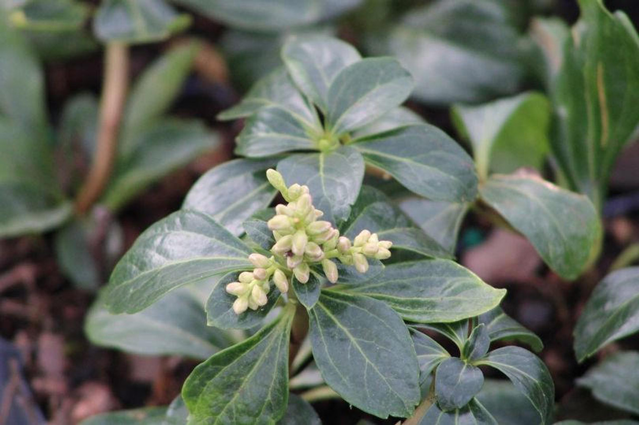 Pachysandra terminalis 'Green Sheen' (2.5 inch pot)