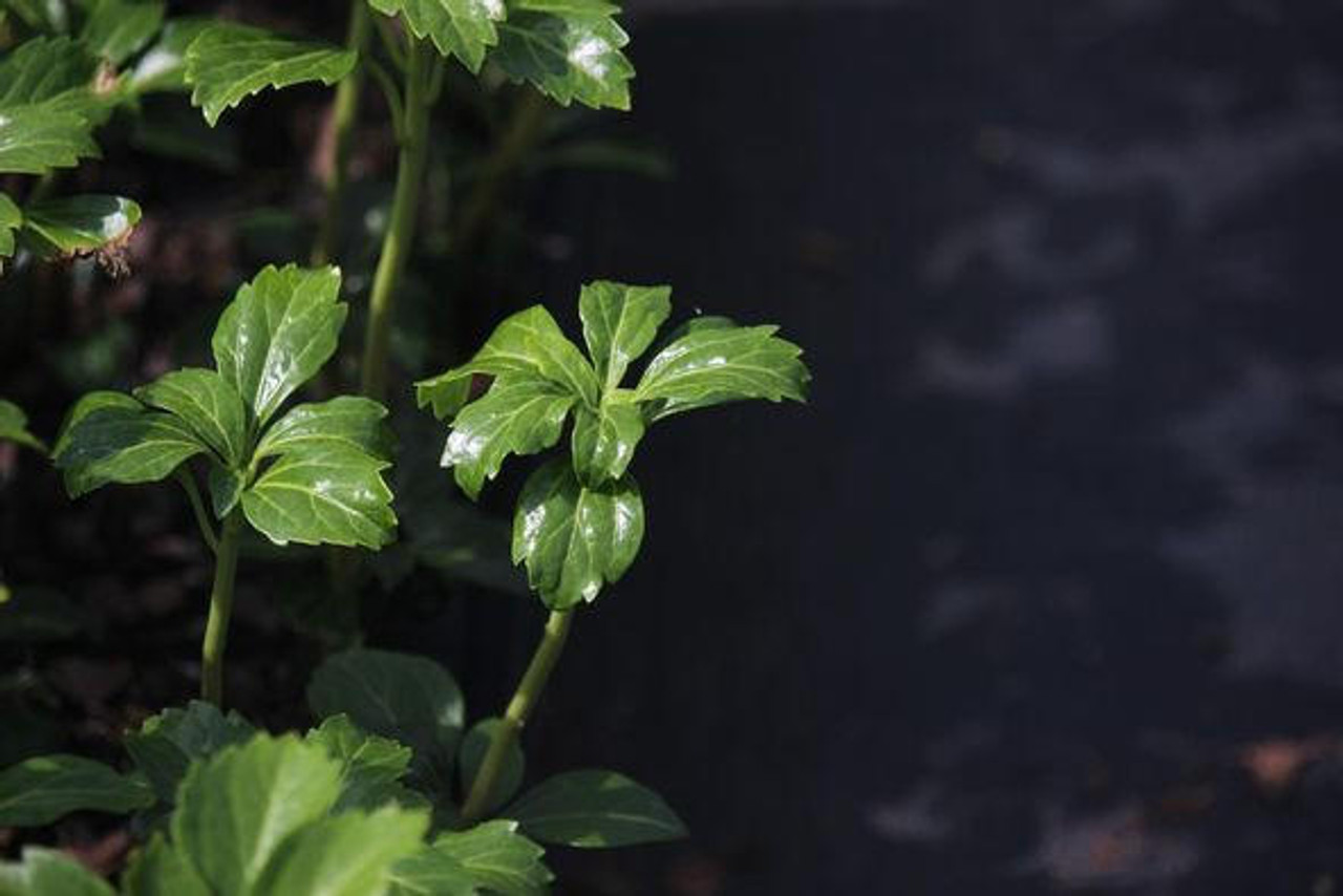 Pachysandra terminalis 'Green Sheen' (2.5 inch pot)