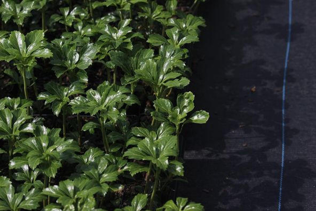 Pachysandra terminalis 'Green Sheen' (2.5 inch pot)