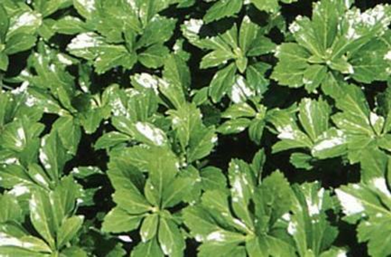 Pachysandra terminalis Green Sheen bare root plant