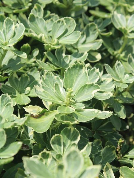 Pachysandra t. 'Silver Edge' (bare root plant)