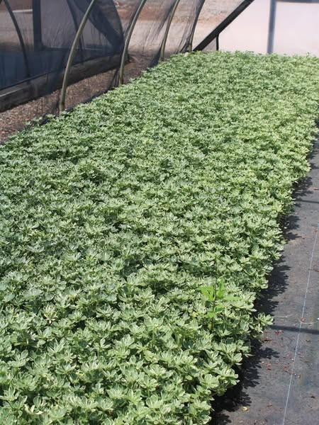 Pachysandra t. 'Silver Edge' (bare root plant)