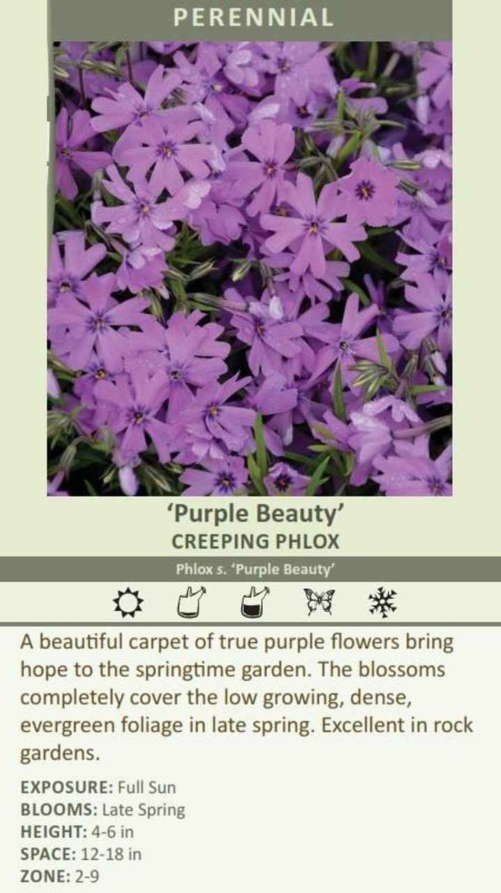 Phlox subulata Purple Beauty 3.5 inch pot