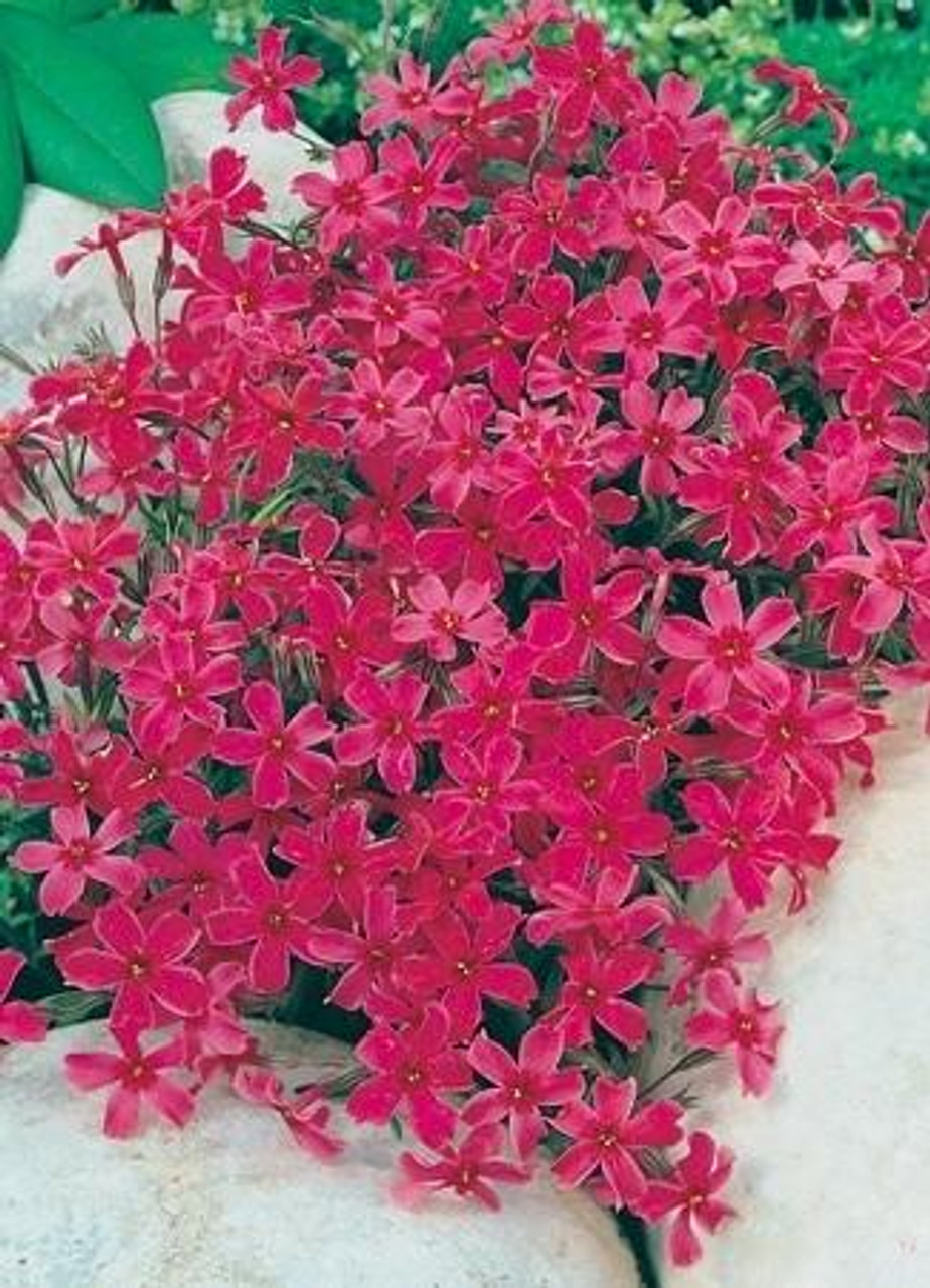 Phlox subulata Red Wing 3.5 inch pot