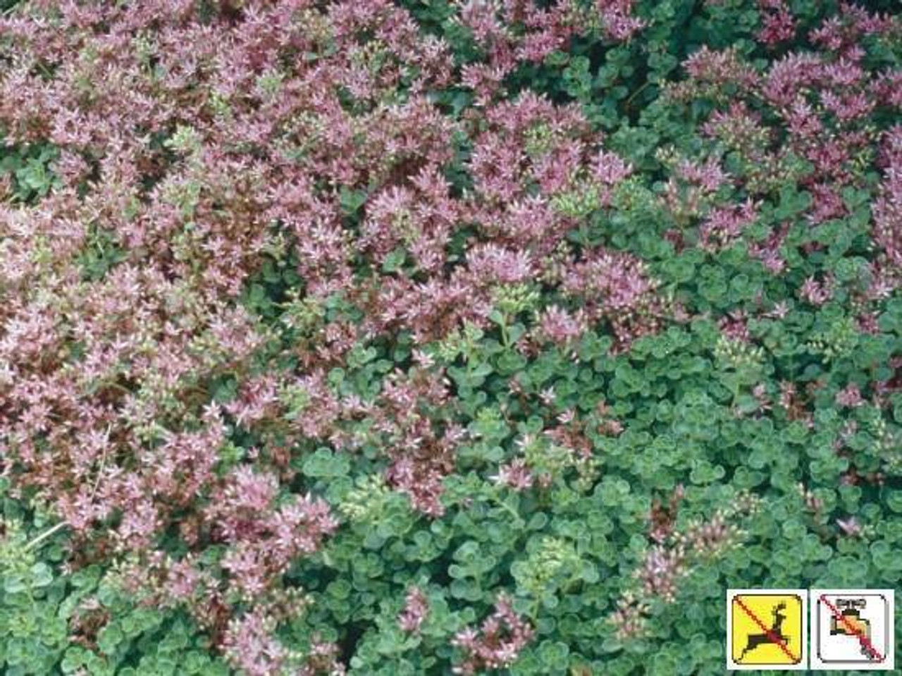 Sedum spurium John Creech 3.5 inch pot