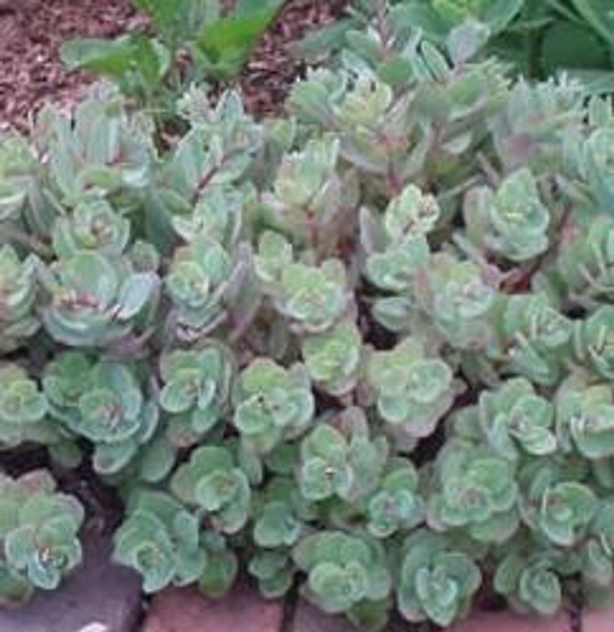 Sedum Telephium Vera Jameson Shipped From Grower To Your Door