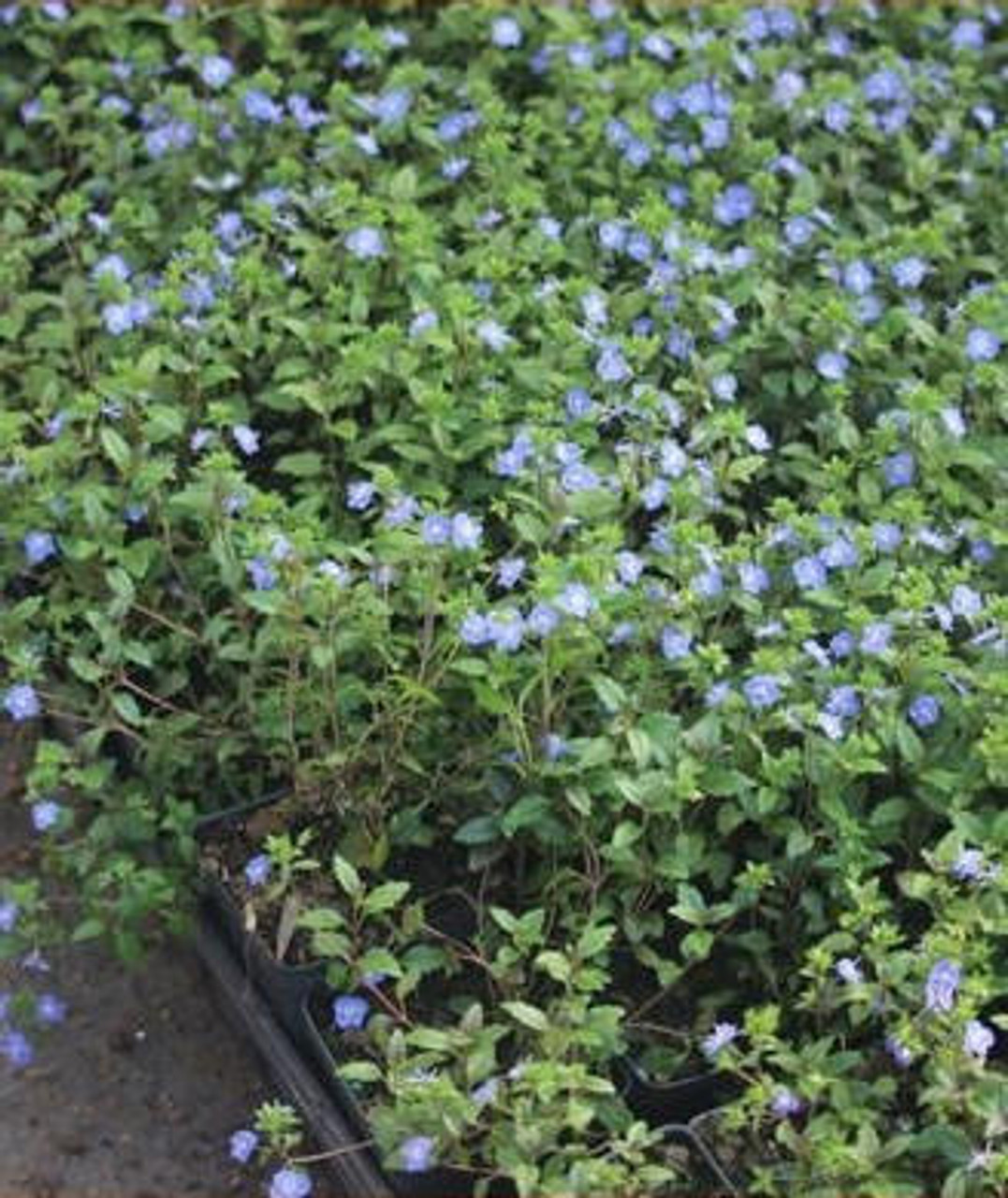 Veronica p. 'Georgia Blue' (3.5 inch pot)