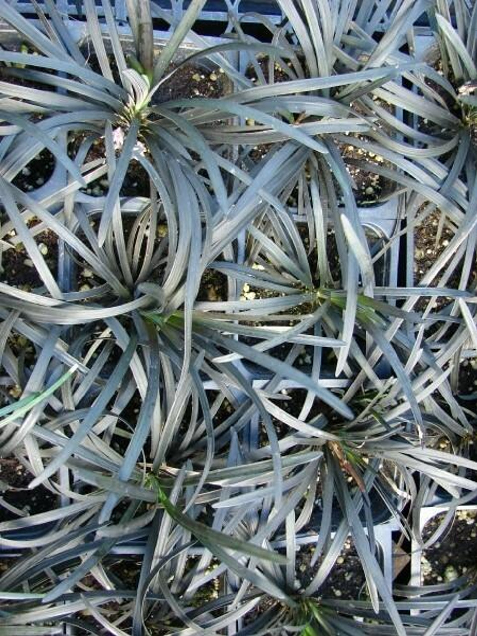 Ophiopogon p Arabicus 3.5 inch pot